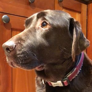 Meet your Posher, Caroline